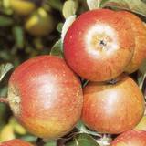 Trees & Shrubs Freemans YouGarden Apple 'cox's Orange Pippin' Tree 90-110Cm