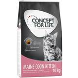 Concept for Life Economy Packs Maine Coon