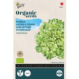 Vegetable Seeds Buzzy® Organic Leaf Lettuce Seeds Green Salad Bowl