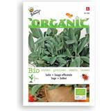 Buzzy® Organic Sage Seeds