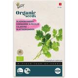 Buzzy® Organic Coriander Seeds