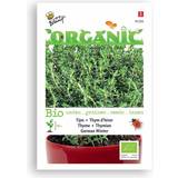 Buzzy® Organic Thyme Seeds English Winter