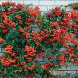 Trellises Gardeners Dream 10 Red Firethorn Hedging Plants 20-40Cm Pyracantha Evergreen