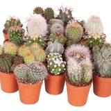 Potted Plants You Garden Cactus 6 Plants