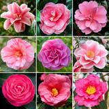 Gardeners Dream Camellia
