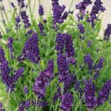 Soil on sale Coopers of Stortford You Garden 12x Lavender Hidcote Plug
