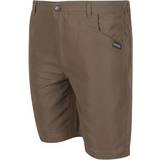 Brown Trousers Children's Clothing Regatta Kids Sorcer II Walking Shorts - Tree Top Brown