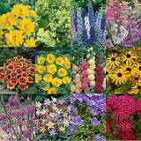 Seeds on sale Coopers of Stortford You Garden Pack 24 Hardy Garden Perennial Collection