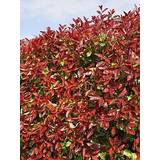 Carrots Seeds Gardeners Dream Photinia fraseri Red Robin - Christmas Berry Hedging Plant 9cm Qty