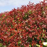 Flower Seeds Gardeners Dream Photinia fraseri Red Robin - Christmas Berry Hedging Plant 9cm Qty