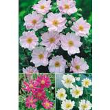 Seeds on sale You Garden Japanese Anemone Collection 3 Plants 9cm Pots
