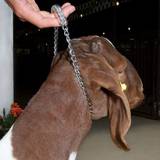Grey Horse Saddles Weaver Chain Goat Collar