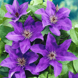 Potted Plants Gardeners Dream Clematis The President
