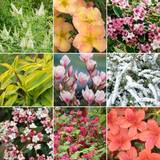 Pots, Plants & Cultivation on sale Gardeners Dream Deciduous Shrub Plant Mix Beautiful Collection