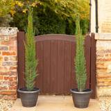 Coopers of Stortford Yougarden 2 X Italian Cypress Trees 1.2 Evergreen