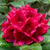 Pots, Plants & Cultivation on sale Gardeners Dream Rhododendron Lord Roberts