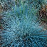 Ornamental Shrubs Gardeners Dream Festuca Intense Blue Grass