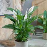 Potted Plants You Garden Peace Lily Spathiphyllum Sweet