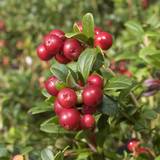 Vegetable Seeds Coopers of Stortford You Garden 2L Potted Cranberry Vaccinium Pilgrim