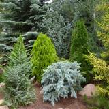 Gardeners Dream 10 X Mixed Evergreen Conifers Bushy Ornamental