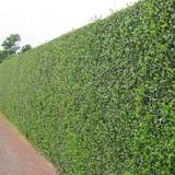 Hedge Plants Gardeners Dream Green Privet Hedging Plants 20-40Cm Ligustrum Ovalifolium Evergreen