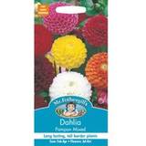 March Flower Seeds Mr. Fothergill's Dahlia Pompon Mixed Seeds