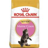 Royal canin kitten food Royal Canin Maine Coon Kitten 4kg