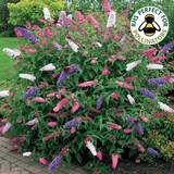 Pots, Plants & Cultivation on sale Buddleia Bush Tricolour Butterfly