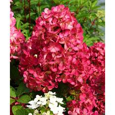 Summer Flowers Hydrangea 'Diamant Rouge'
