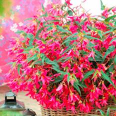 Summer Flowers Suttons Begonia Plant - Crackling Fire Pink