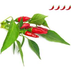 Chili Vegetable Seeds Click and Grow Smart Garden Piri Piri Chili Pepper Refill 3 pack