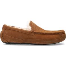 7.5 Low Shoes UGG Ascot - Chestnut