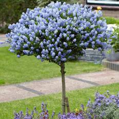 Potted Plants You Garden Hardy Ceanothus Standard Californian Lilac
