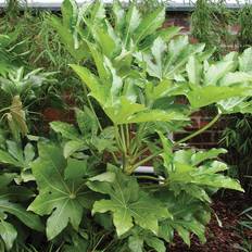 Plant Saucers on sale Very Fatsia Japonica 60Cm Potted
