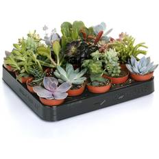 Flower Seeds Very 20 Succulent Mix House Live Plant