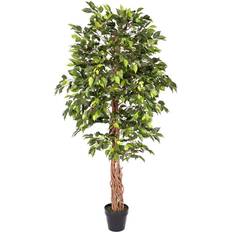 Christmas Trees Homescapes Artificial Ficus Tree with Twisted Real Wood Trunk, 6 Christmas Tree