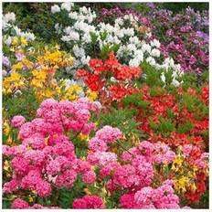 Potted Plants GardenersDream Rhododendrons Bushy Shrubs Colourful