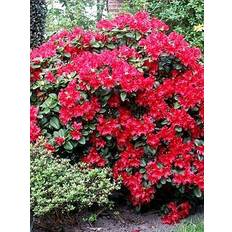Very Rhododendron Scarlet Wonder