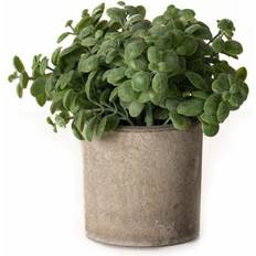 Hill Interiors Basil Plant In Stone Effect Pot