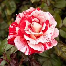 You Garden Rose 'Raspberry Ripple' Papageno