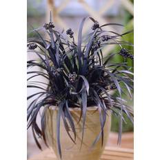 Studio YouGarden Ophiopogon Black Dragon Grass 3 Plants Pots