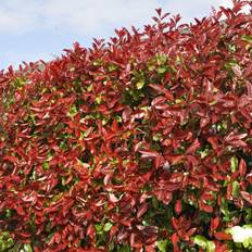 GardenersDream Photinia fraseri Red Robin - Christmas Berry Hedging Plant 9cm Qty
