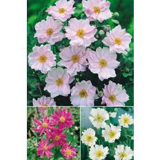 Flower Seeds You Garden Japanese Anemone Collection 3 Plants 9cm Pots