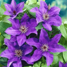 Potted Plants GardenersDream Clematis The President