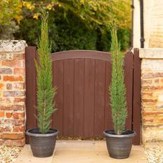 Trees & Shrubs Coopers of Stortford Yougarden 2 X Italian Cypress Trees 1.2 Evergreen