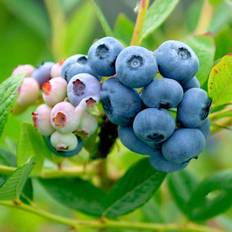GardenersDream Vaccinium Nelson Hardy Fruit Shrub, Blueberry