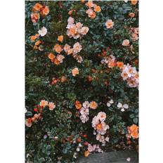Fine Little Day Rose poster 70x100