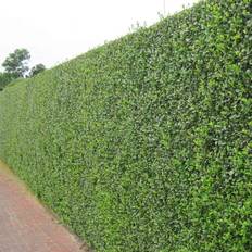 Hedge Plants GardenersDream Green Privet Hedging Plants 20-40Cm Ligustrum Ovalifolium Evergreen