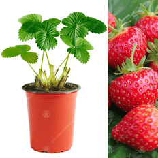 Vegetable Seeds GardenersDream Strawberry Hapil 9cm, 5-25 Plants Qty: