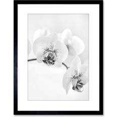 Wee Blue Coo Nature Plant Orchid Flower Black White Artwork